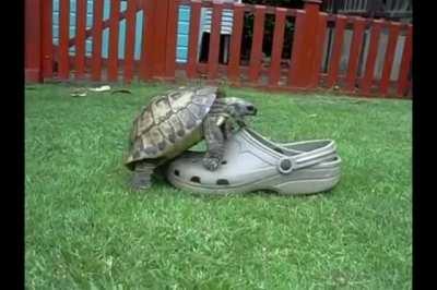 Like a bumbling dragon i F***