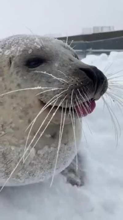 A real sea dog is almost no different from our domestic dogs.