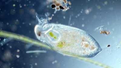 🔥 A flatworm SLURPS a rotifer out of its shell!