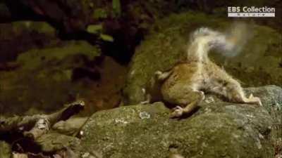 Chipmunk grabs a Mamushi and eats its face