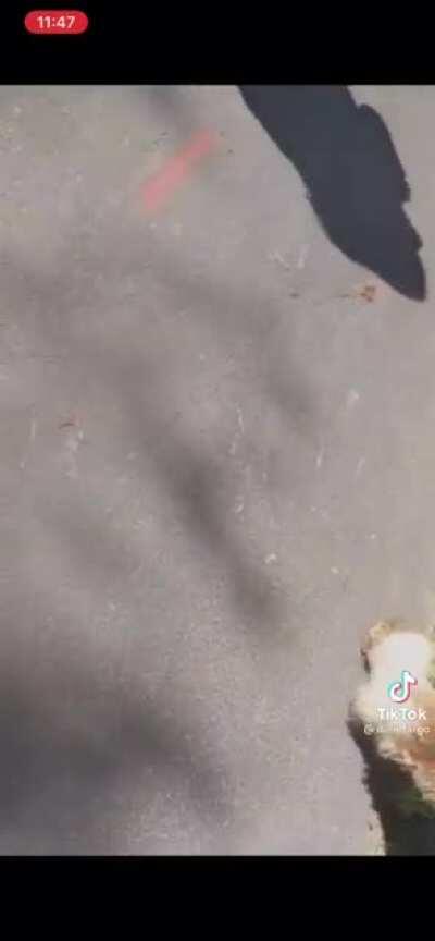 Dog attacks horse drawn carriage.