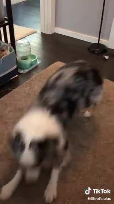 doggo throws it back.