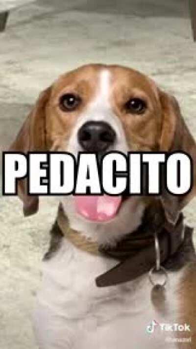 Falta que mi gato coma vegano la concha de tu madr