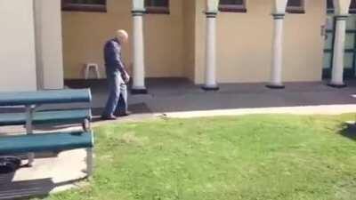 Old Aussie bloke kicks a brown snake in the face