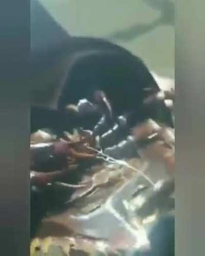 Lo saque del Discord, lo acariciarias?