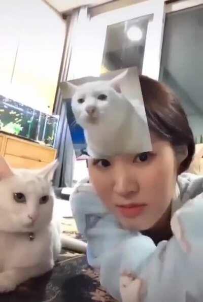 Do not mock the hitman