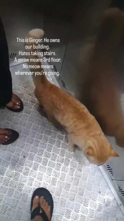 Do you know meow language?