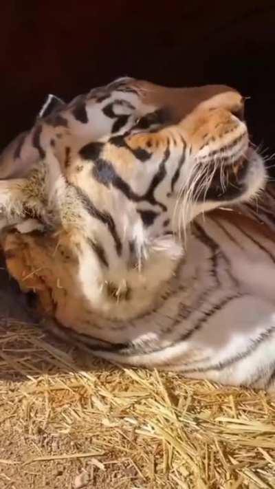 Good morning big boy!