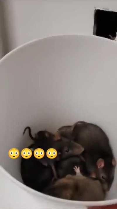 Using a snake to get rid of rats