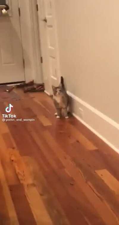 Dog greebles possess a vulnerable cat