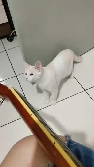 Startled in cat minor