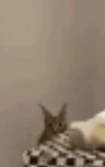 (OC) Five Nights at Flops