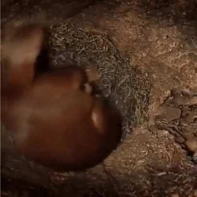 Inside A Squirrel's nest