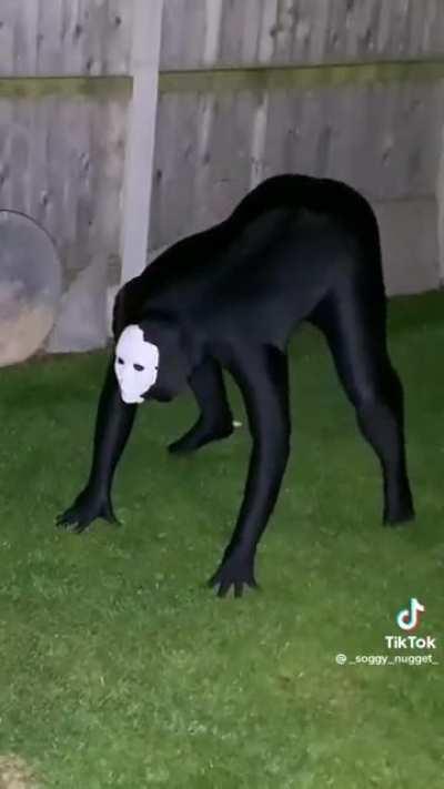 entirely creepy and terrifying those sounds and movement are out of a nightmare