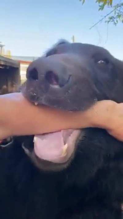 Bear loves licking human arm.