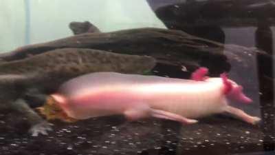 Horny little axolotls