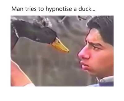 to hypnotize a duck