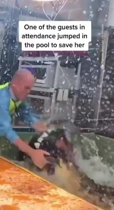 An alligator going hog wild on it’s handler