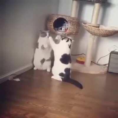 Most brutal fight ever