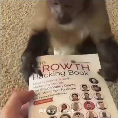 Uma montagenzinha de todos os momentos felizes do nosso muquinha 🐒🐒😔😔😔😢 TE ODIAMOS PARA TODO SEMPRE ❤️❤️😘 Volta logo :)