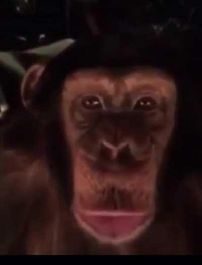 When tendies are for dinner. Who’s that great ape over thereeeee?! (Spoiler, it’s you)