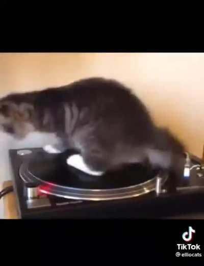 Two can play this game u/Macho_Legs_Cat 😤