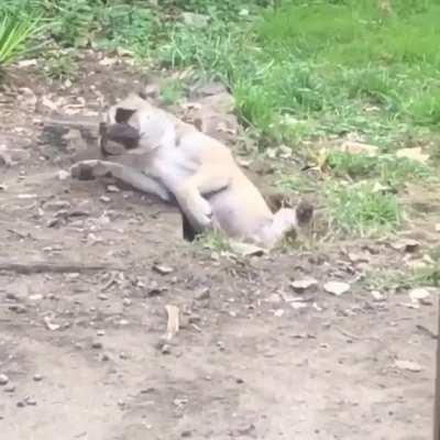 This goofy pup fell asleep in the hole he dug