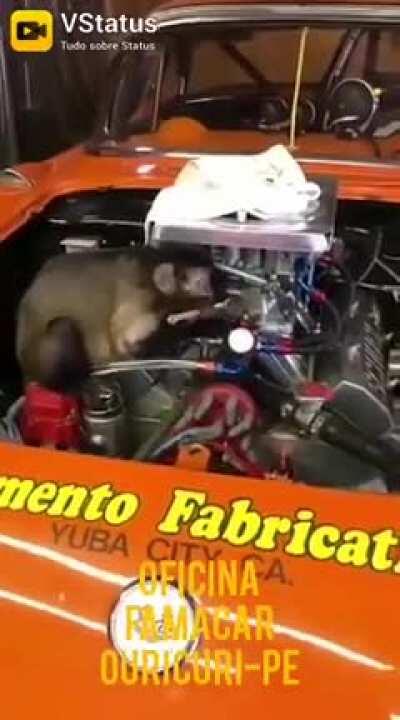 Mecanico a preço de banana