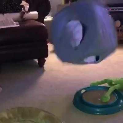 my friend’s cat, a couple years ago, scared by the ball