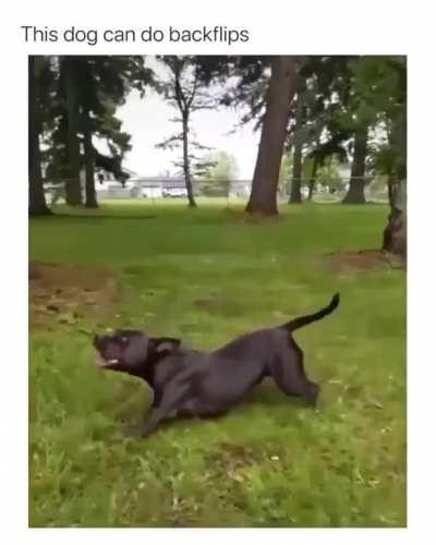 Backflip dogoo