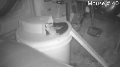 I Discovered The Greatest Mouse Trap Ever