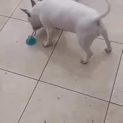Buy them a toy with a suction cup, they said... is the perfect dog toy, they said