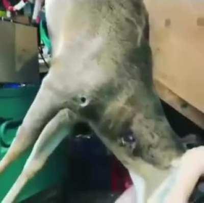 This here's the BUCK CHUG