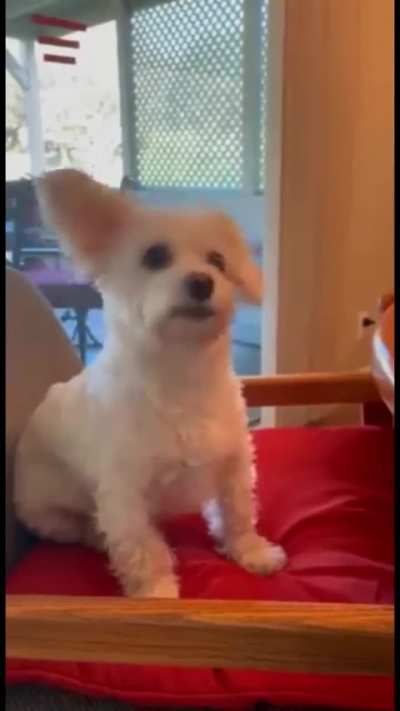 Dog’s reaction to hearing all favorite words..