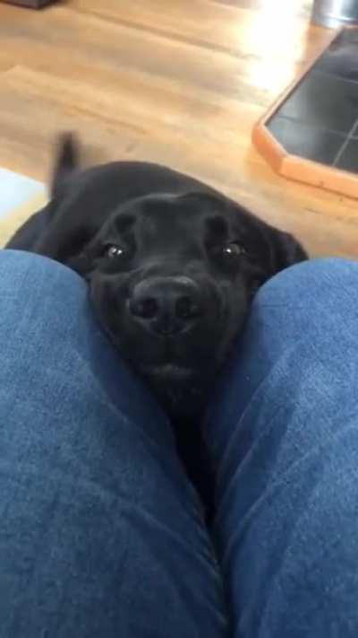 Boop to activate tail wag