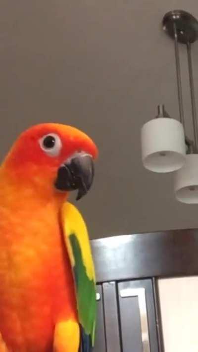 Head banging birb