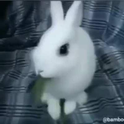 Bunny 2.0