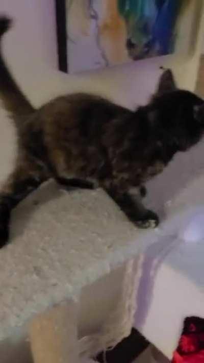 She scream, she raise hell, but most importantly she heckin' YELLS.