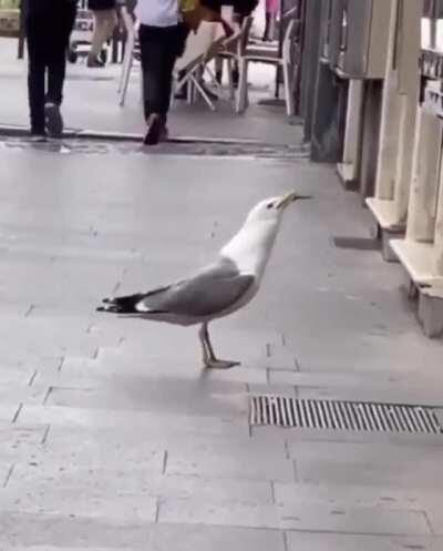 Yes, a seagull will literally eat anything. Yes, it will even swallow a whole rat.