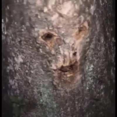 All bark and No bite