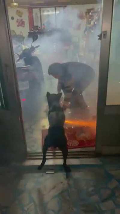 Arsonist dog
