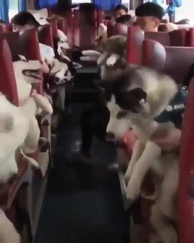 A bus full of fuzzies