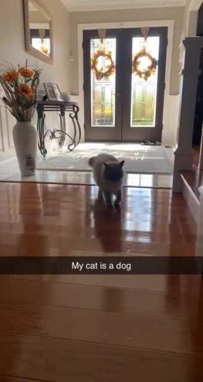 Saw a video on popular and thought I’d post mine here, he’s always played catch.