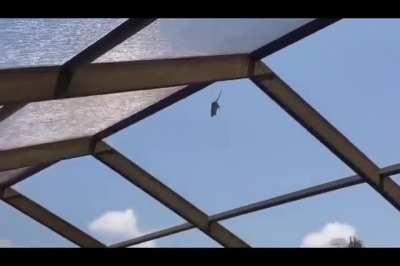 Teaching Ratatouille to Fly