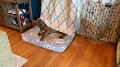 Came into the living room to find my dog like this.