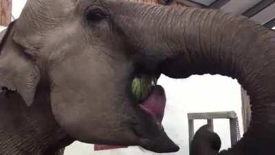 An Elephant, not wasting any watermelon, unlike Hippos.