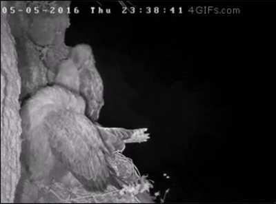 Just a peaceful night for a pair of Hawks