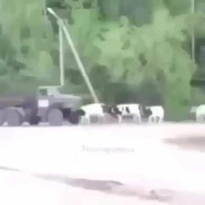 Moo!