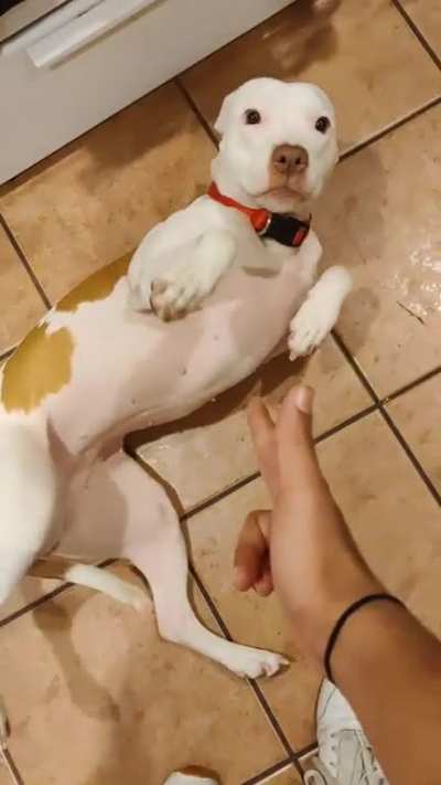 Trying to teach my Pittie Bang