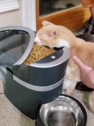 The cat just took a huge mouthful